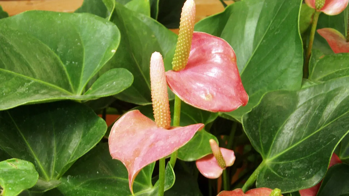 Anthurium with glossy red heart-shaped flowers