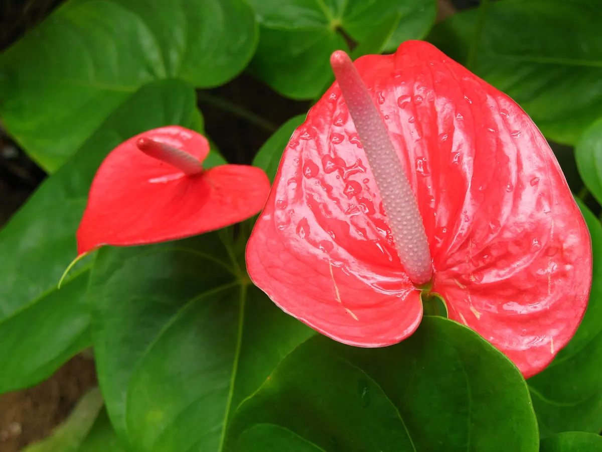 Anthurium (Anthurium andraeanum): Aanthurium