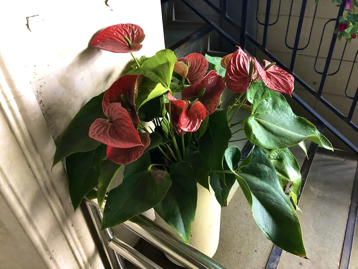 Anthurium (Anthurium andraeanum): Anthurium andraeanum