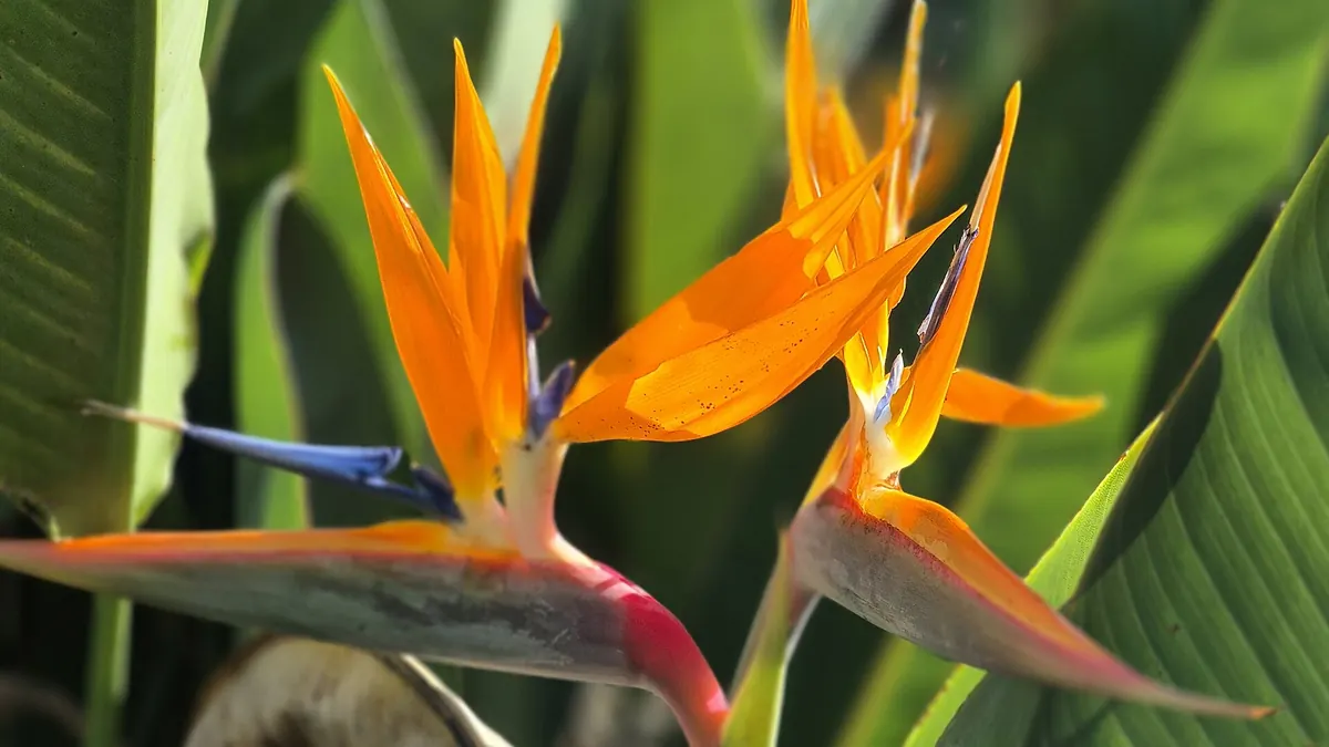Bird of paradise (Strelitzia) flower and leaves