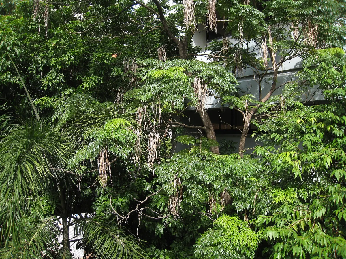 China doll plant (Radermachera sinica): Radermachera sinica MG