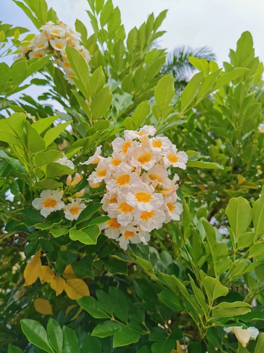 China doll plant (Radermachera sinica)