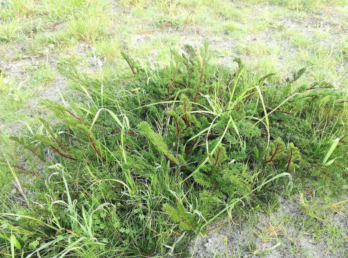 Citronella plant (Pelargonium citrosum): Pelargonium triste - Kenwyn Nature Park - Cape Town a