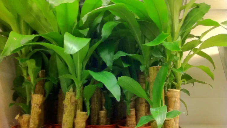 Dracaena plant with long, arching striped leaves