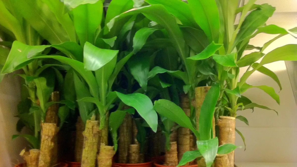 Dracaena plant with long, arching striped leaves