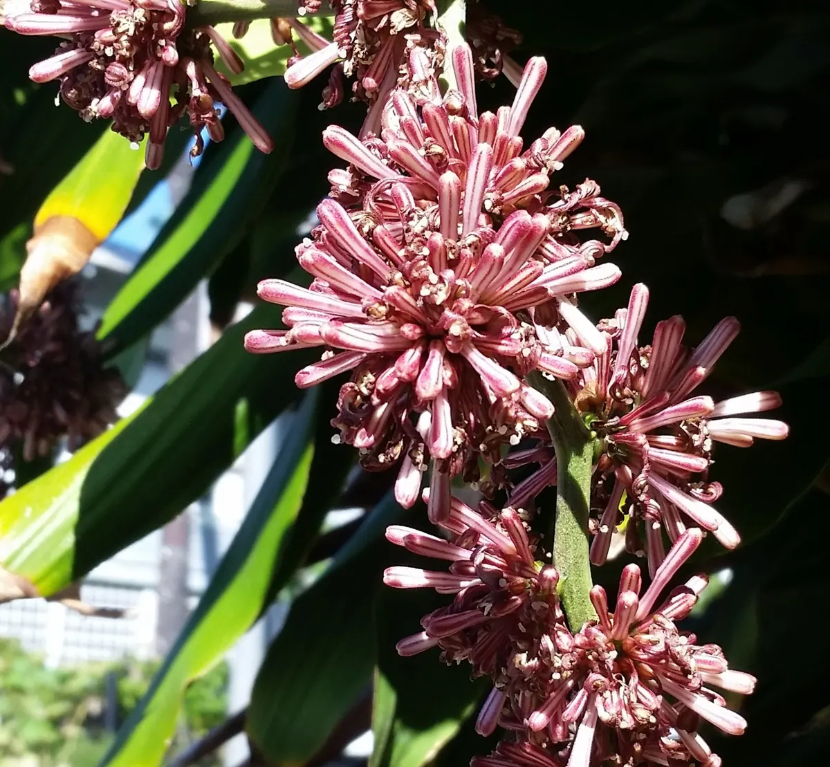 Dracaena (Dracaena fragrans): Dracaena Fragrans Massangeana, Honolulu