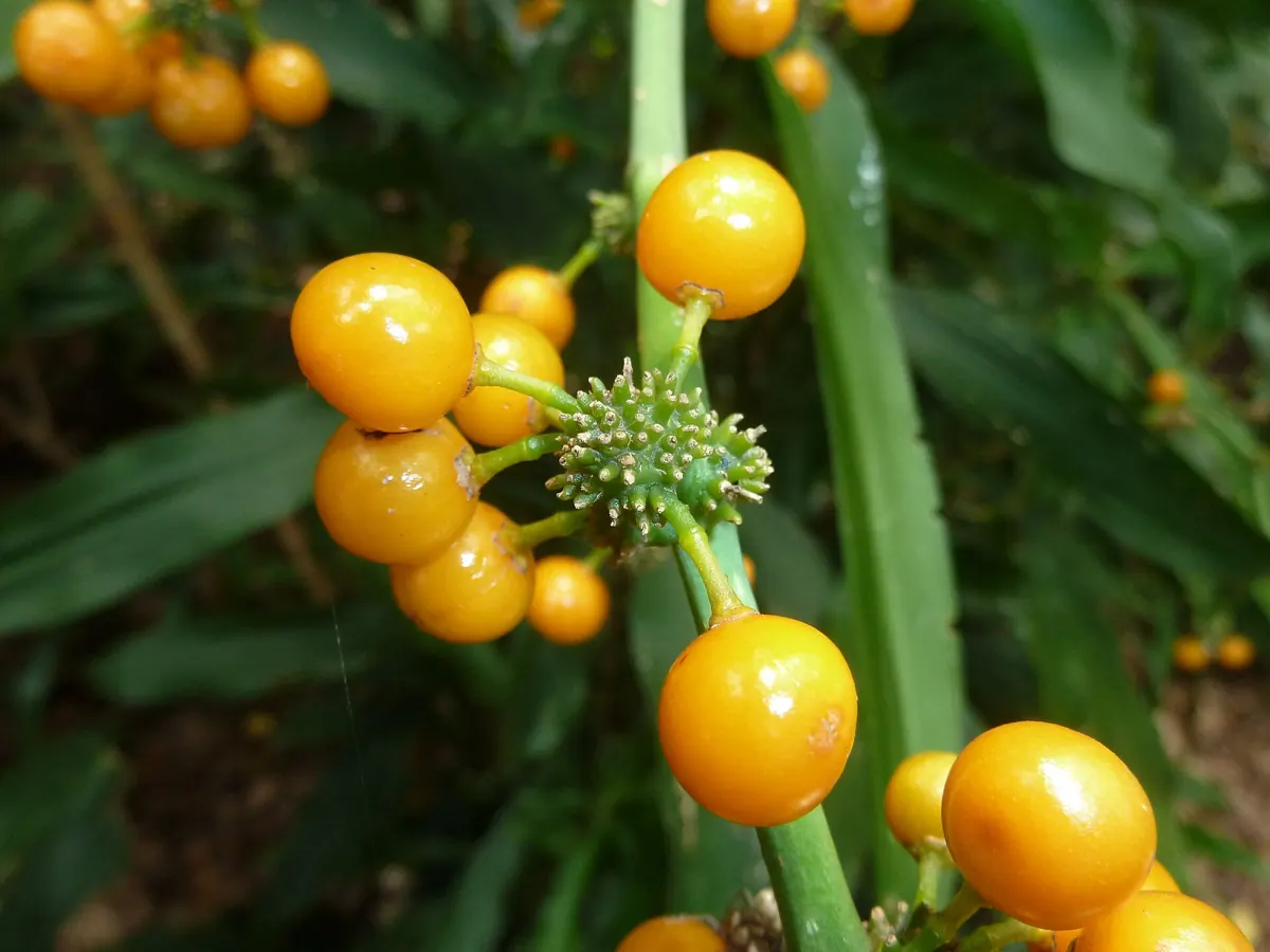 Dracaena (Dracaena fragrans): Dracaena fragrans, vrugte, Manie van der Schijff BT