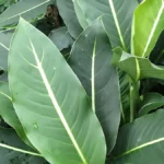 Dieffenbachia (dumb cane) with large green-and-cream patterned leaves