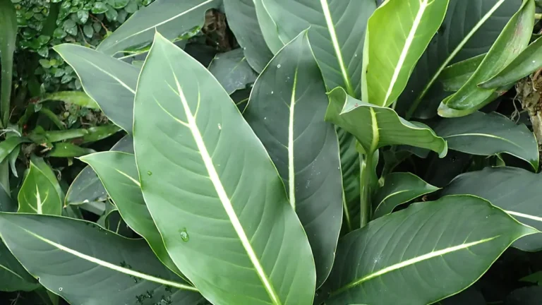 Dieffenbachia (dumb cane) with large green-and-cream patterned leaves