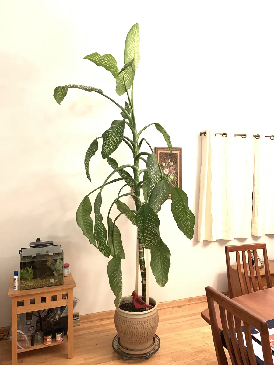 Dumb cane (dieffenbachia) (Dieffenbachia seguine): year old . foot tall Dieffenbachia
