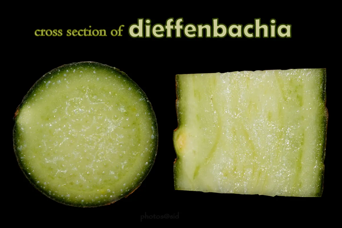 Dumb cane (dieffenbachia) (Dieffenbachia seguine): Dieffenbachia cross section