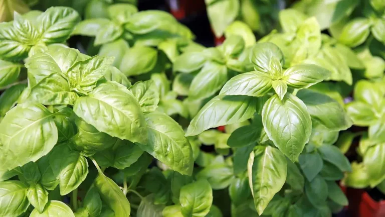 Sweet basil plant (Ocimum basilicum) with bright green leaves
