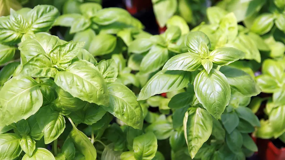 Sweet basil plant (Ocimum basilicum) with bright green leaves
