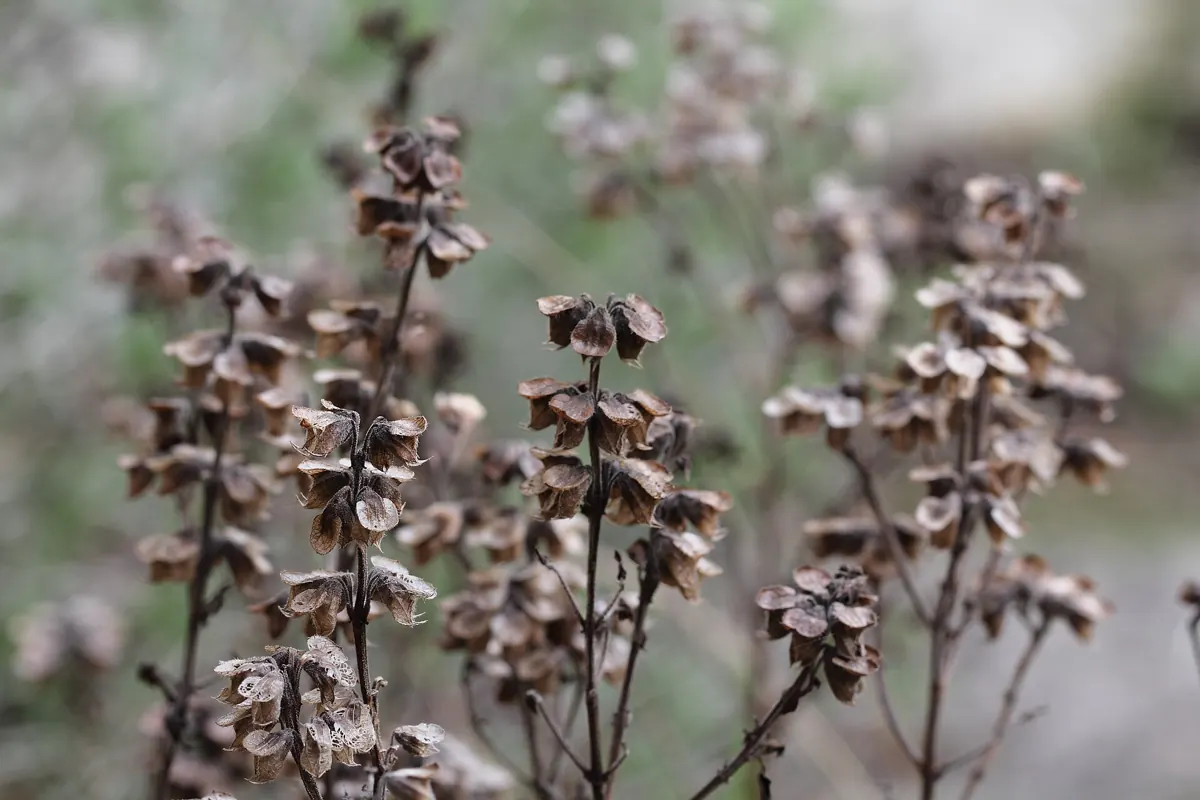 Basil (Ocimum basilicum): Ocimum basilicum desiccated ~
