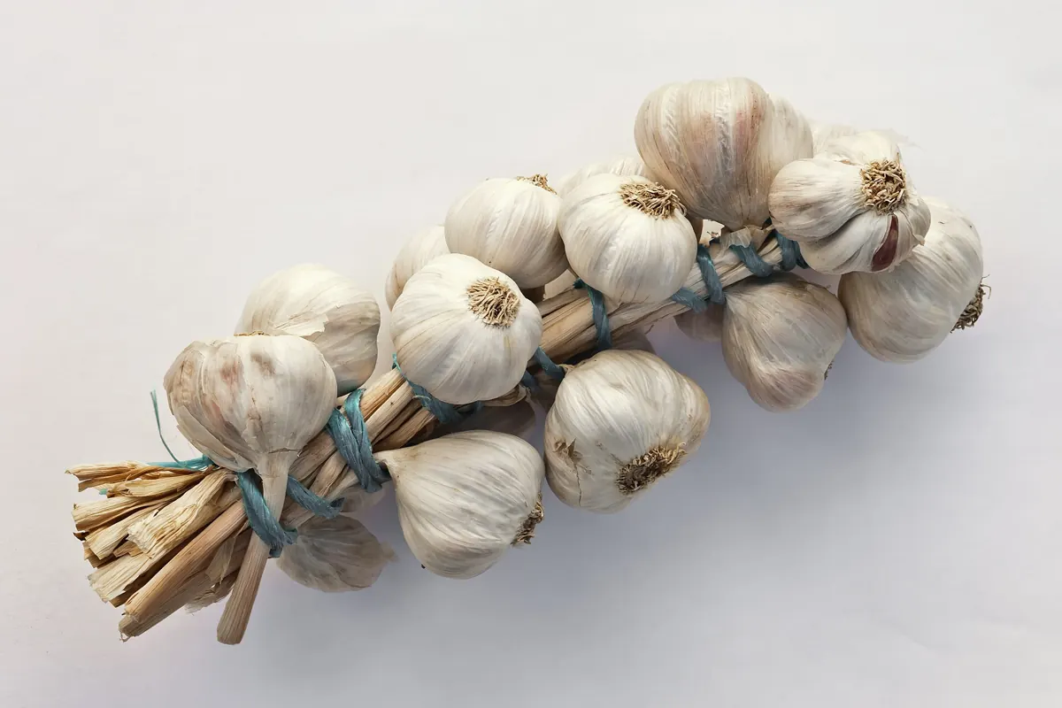 Garlic (Allium sativum): Allium sativum. Restra de allos de Oroso- Galiza