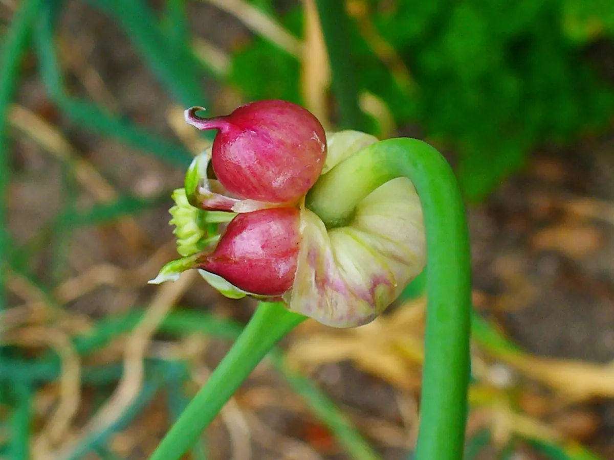 Garlic (Allium sativum): Allium sativum