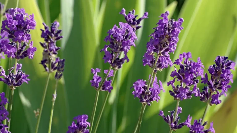 English lavender (Lavandula angustifolia) in full purple bloom