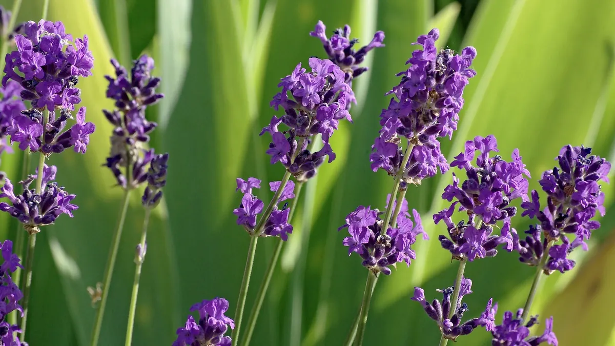 English lavender (Lavandula angustifolia) in full purple bloom