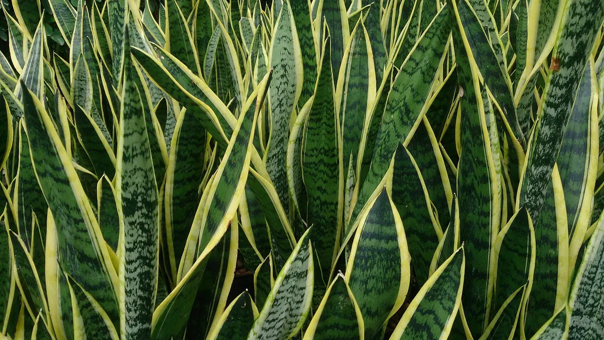 Snake plant leaves and pups ready for propagation