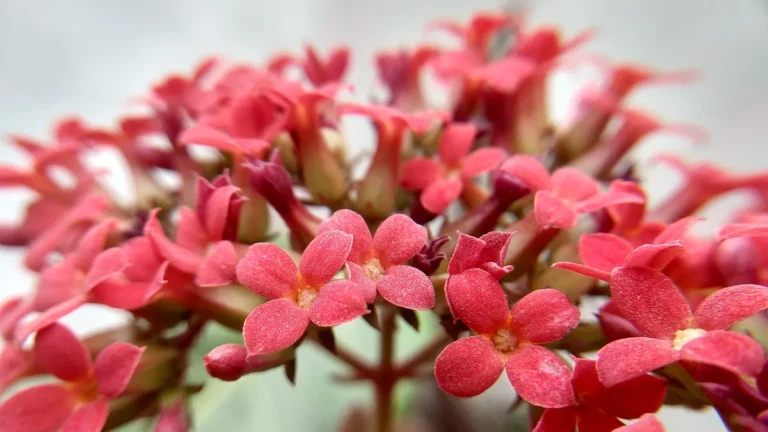 Flowering kalanchoe (Kalanchoe blossfeldiana) with clusters of bright blooms
