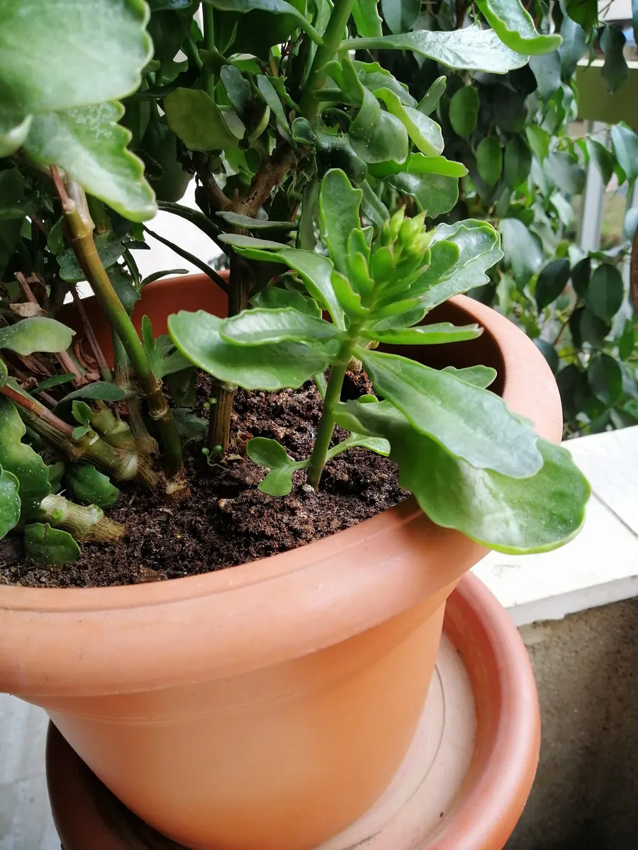 Kalanchoe (Kalanchoe blossfeldiana): Kalanchoe Balossfeldine