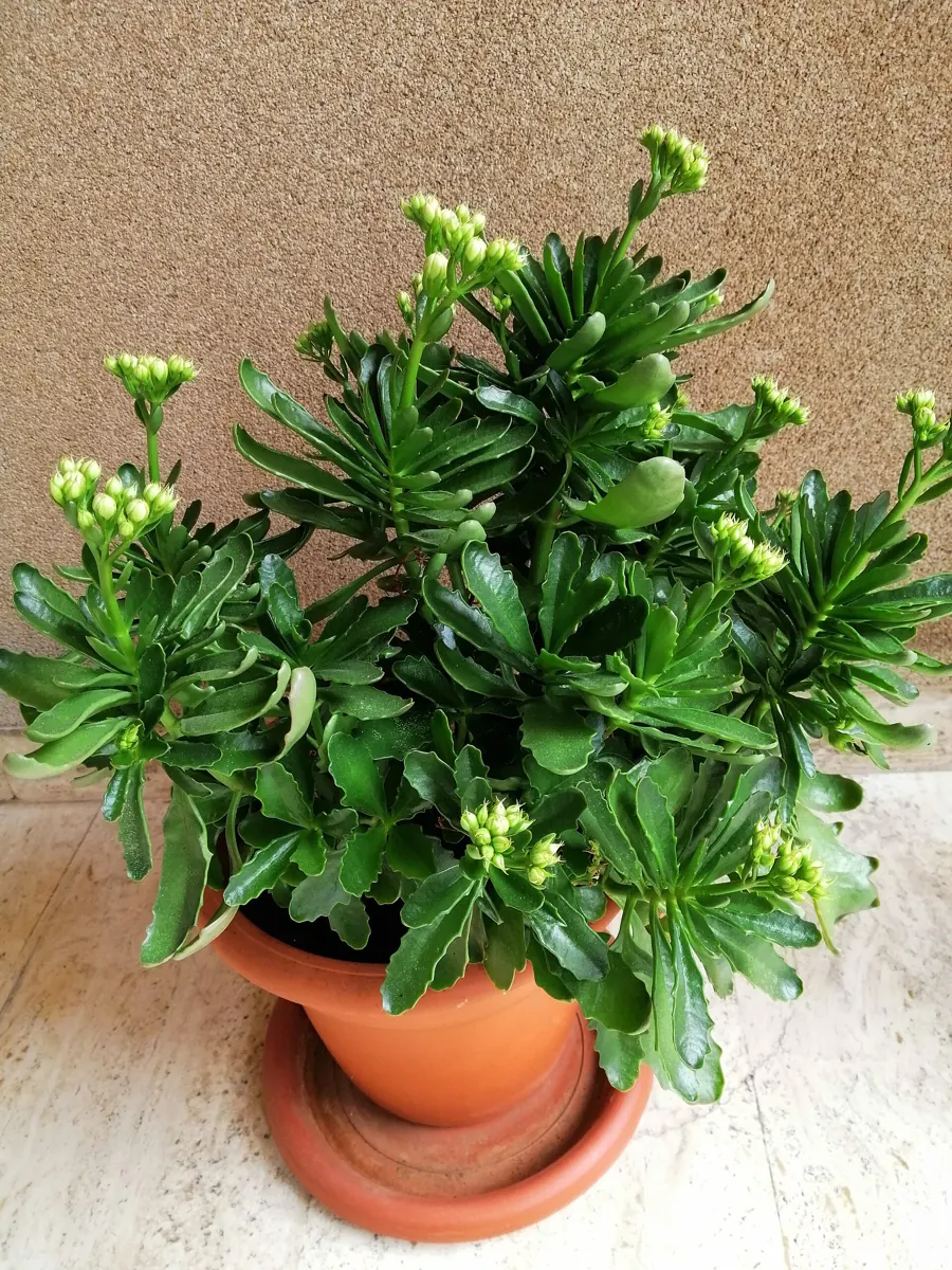 Kalanchoe (Kalanchoe blossfeldiana): Kalanchoe Blossfeldina