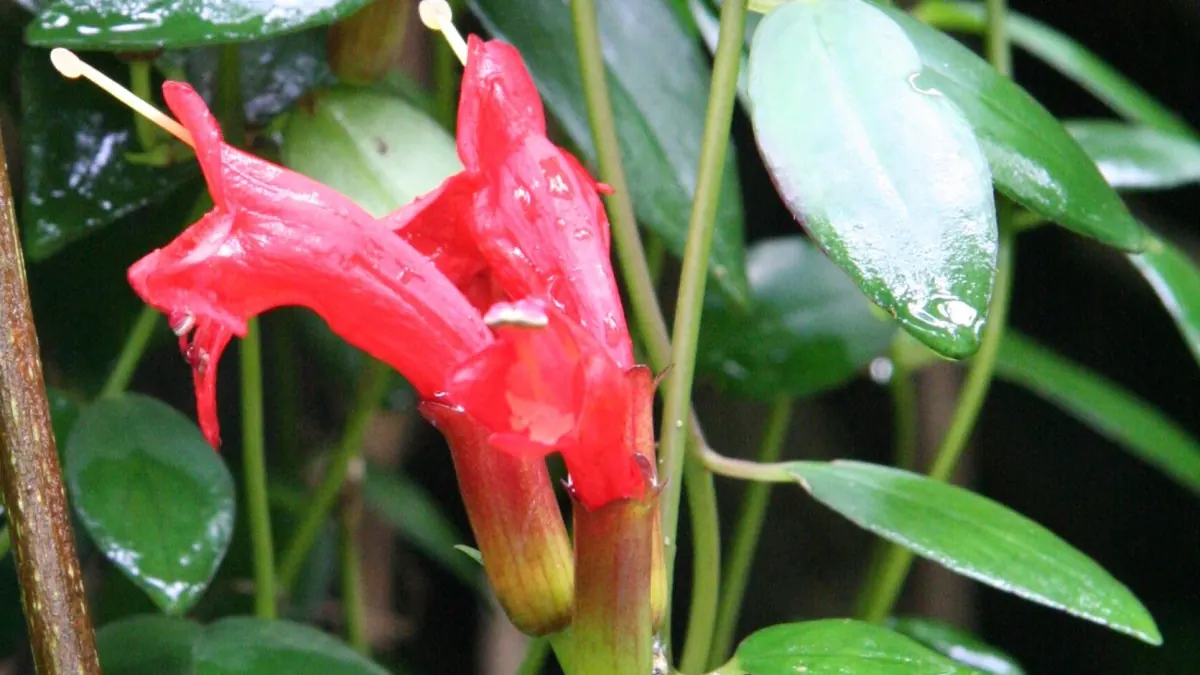 Lipstick plant (Aeschynanthus radicans) with red tubular flowers