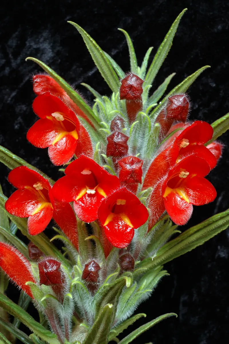 Lipstick plant (Aeschynanthus radicans)