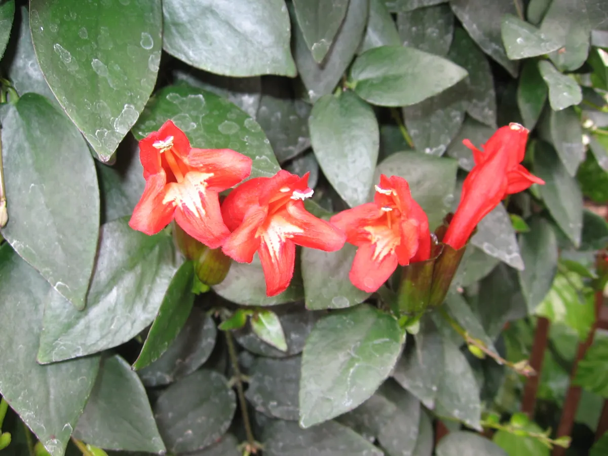 Lipstick plant (Aeschynanthus radicans): Aeschynanthus pulcher - JBM