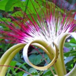 Money tree (Pachira aquatica) with a braided trunk and green palmate leaves