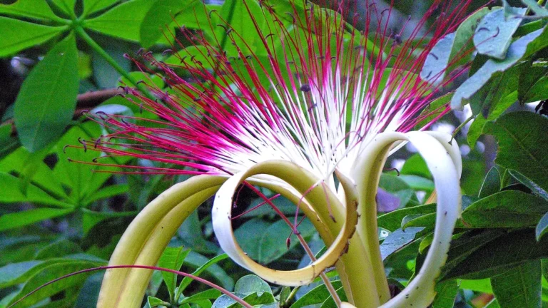 Money tree (Pachira aquatica) with a braided trunk and green palmate leaves