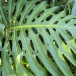 Monstera deliciosa leaf with natural splits and holes