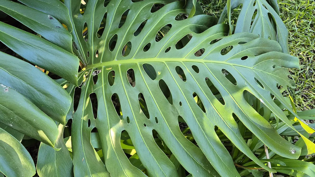 Monstera deliciosa leaf with natural splits and holes