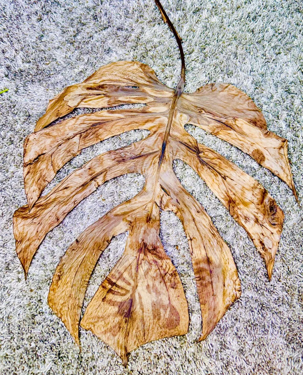 Monstera (Monstera deliciosa): Dried Monstera Deliciosa Leaf