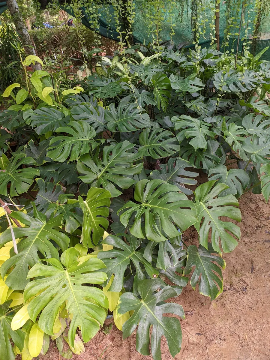Monstera (Monstera deliciosa): Monstera Deliciosa at Cox’s Bazar