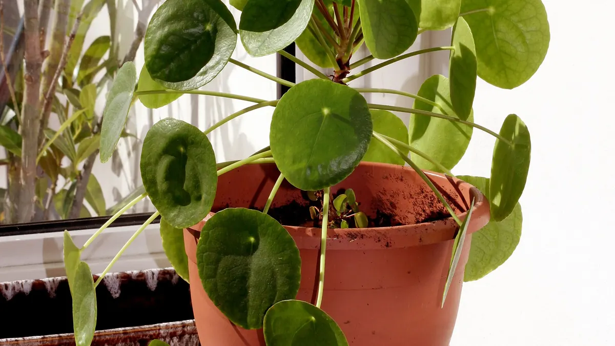Chinese money plant (Pilea peperomioides) with round, coin-shaped leaves