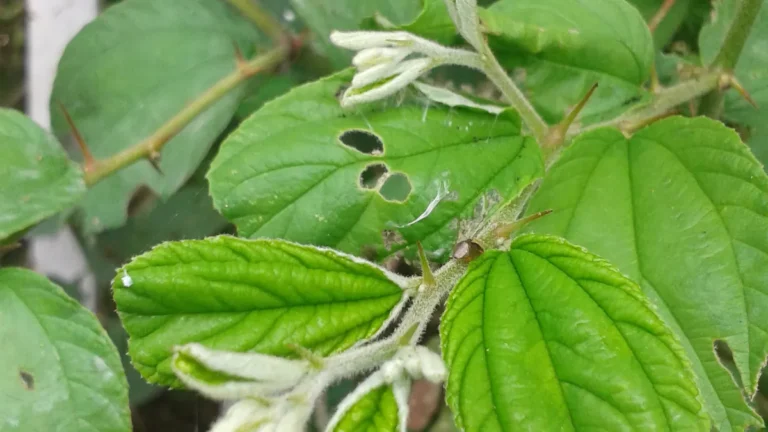 Different leaf shapes and edges used to identify plants