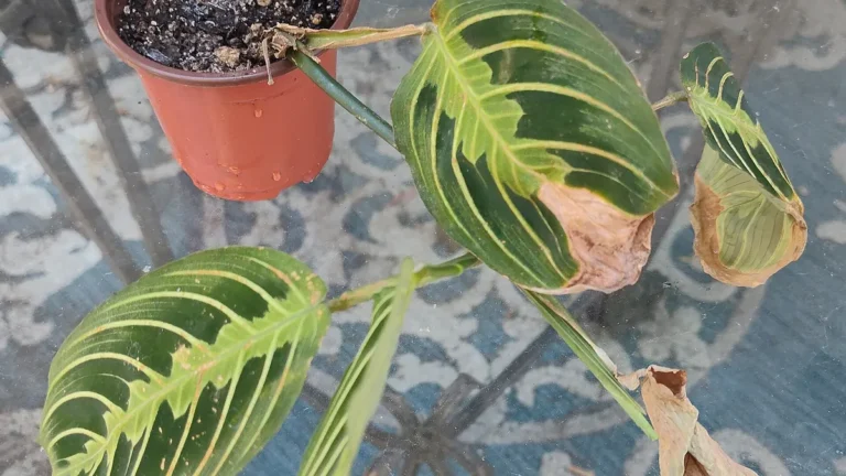 Lemon-lime prayer plant (Maranta leuconeura) with brown, damaged leaf edges