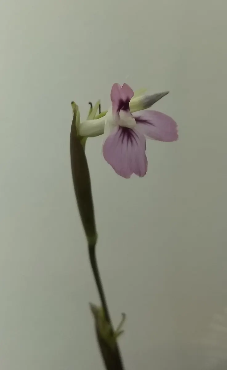 Prayer plant (Maranta leuconeura): Maranta Leukoneura Flower