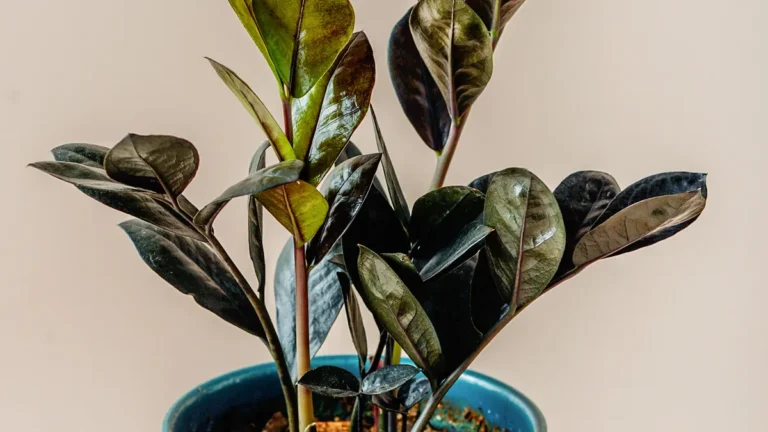 Raven ZZ plant with glossy purple-black leaflets