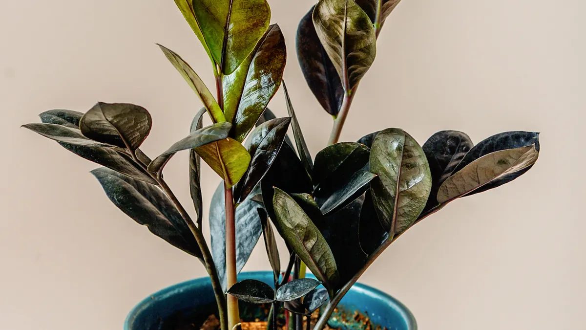 Raven ZZ plant with glossy purple-black leaflets
