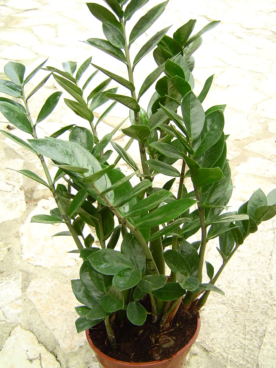 Raven ZZ plant (Zamioculcas zamiifolia 'Dowon'): Zamioculcas zamiifolia
