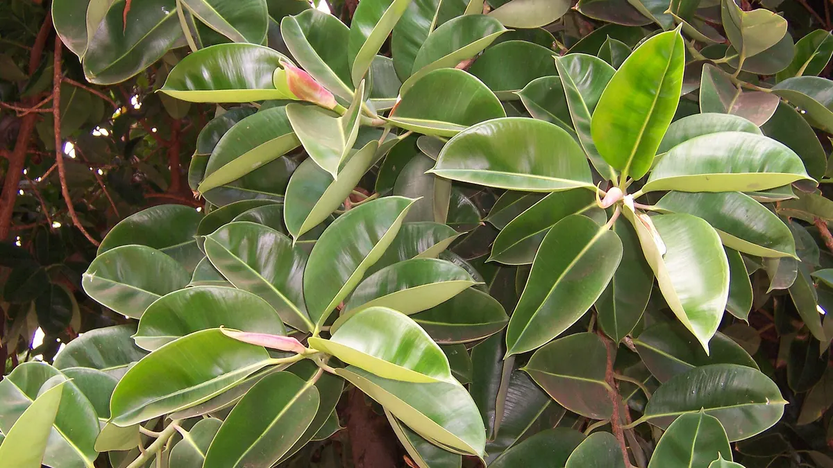 Rubber plant (Ficus elastica) with large glossy leaves