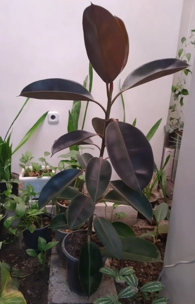 Rubber plant (Ficus elastica)