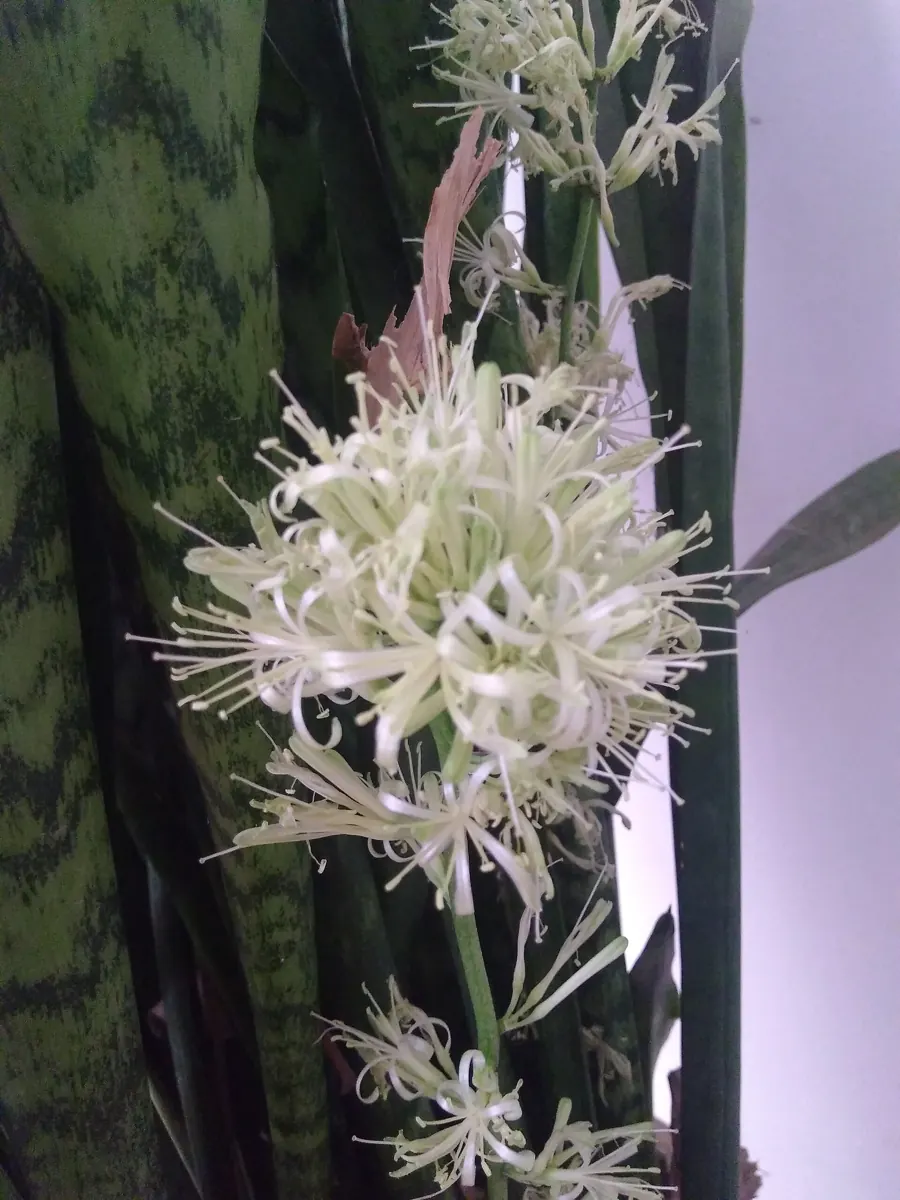 Snake plant (Dracaena trifasciata)