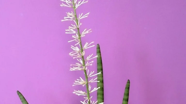 Snake plant with tall upright leaves in a home