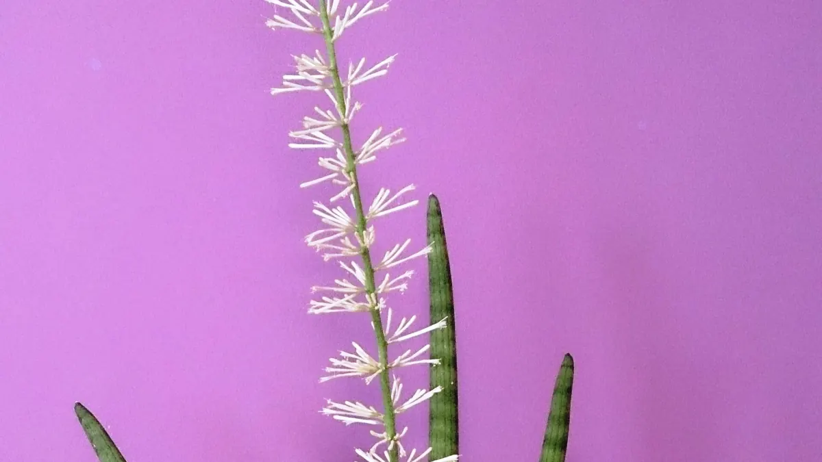 Snake plant with tall upright leaves in a home