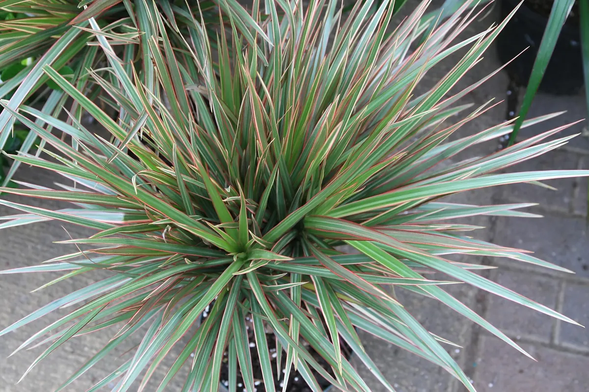 Song of India (Dracaena reflexa): Dracaena marginata 11zz