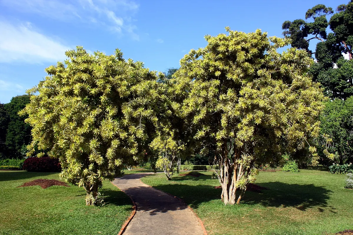 Song of India (Dracaena reflexa): Dracaena reflexa var. variegata (Agavaceae