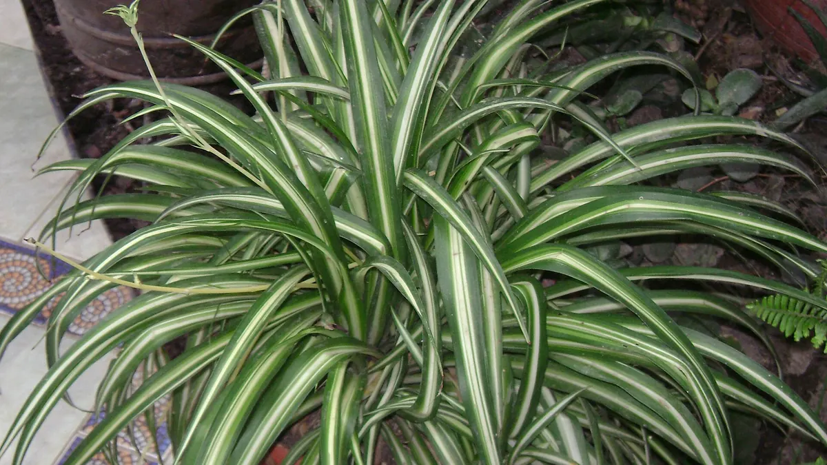 Spider plant (Chlorophytum comosum) with arching striped leaves
